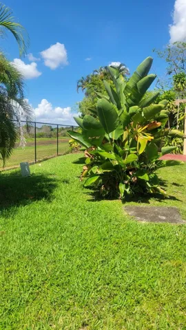 View from Backyard