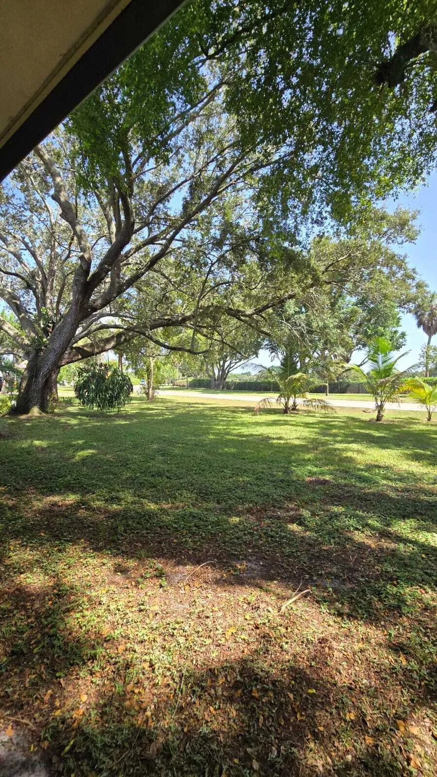 Expansive lawn area featuring mature trees and established ground cover