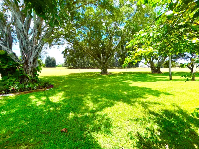 Backyard view
