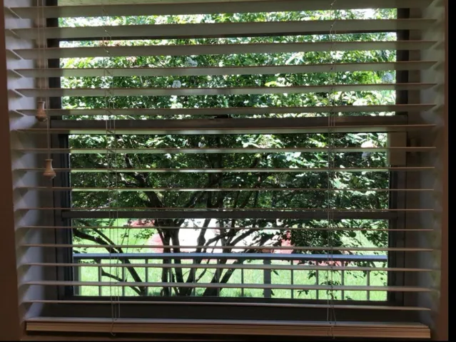 View from Kitchen Window