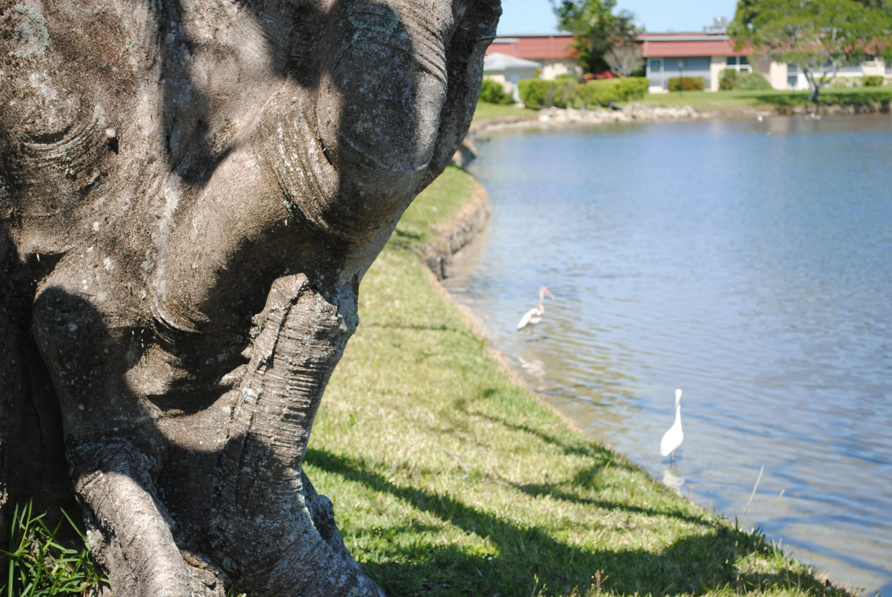 One of our snowbird residents.