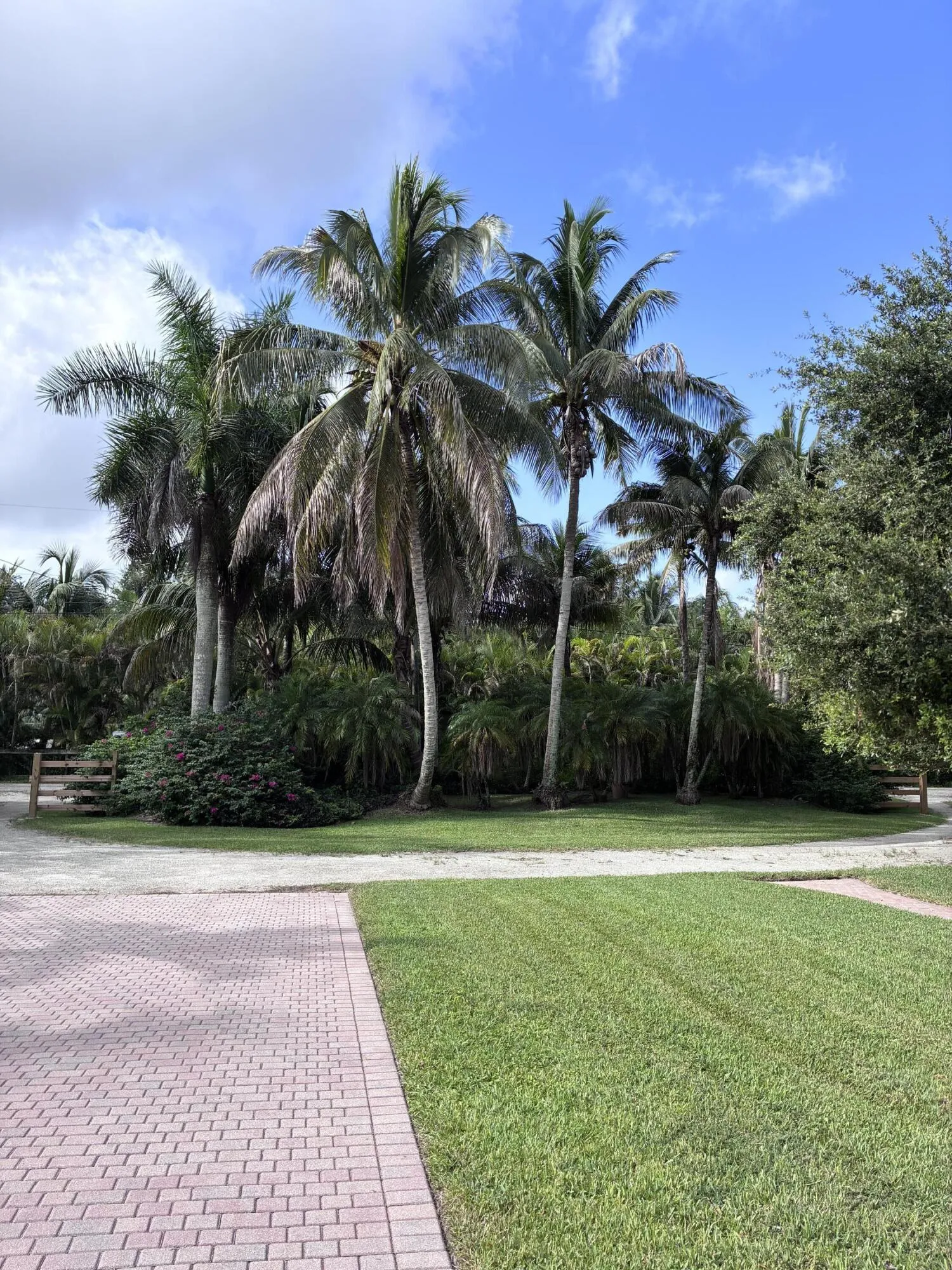 View of palm trees on front island