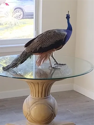 Visitors