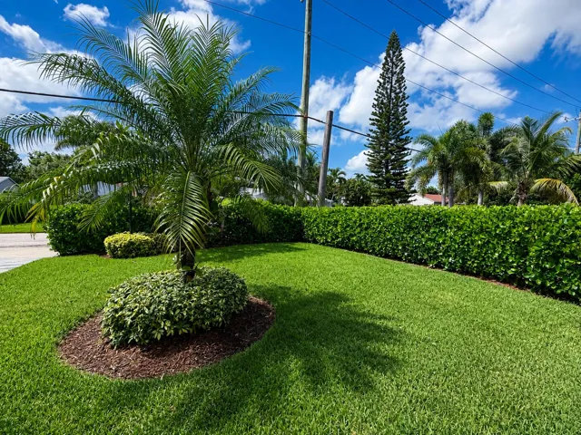 Manicured lawn with a privacy hedge, mature palm trees, and landscaped garden beds