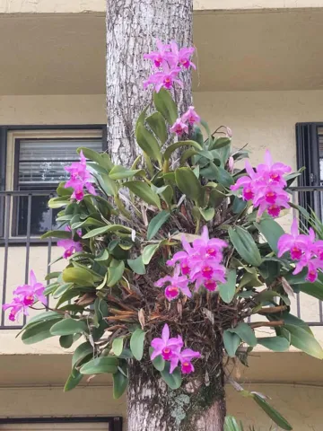 Orchids A
