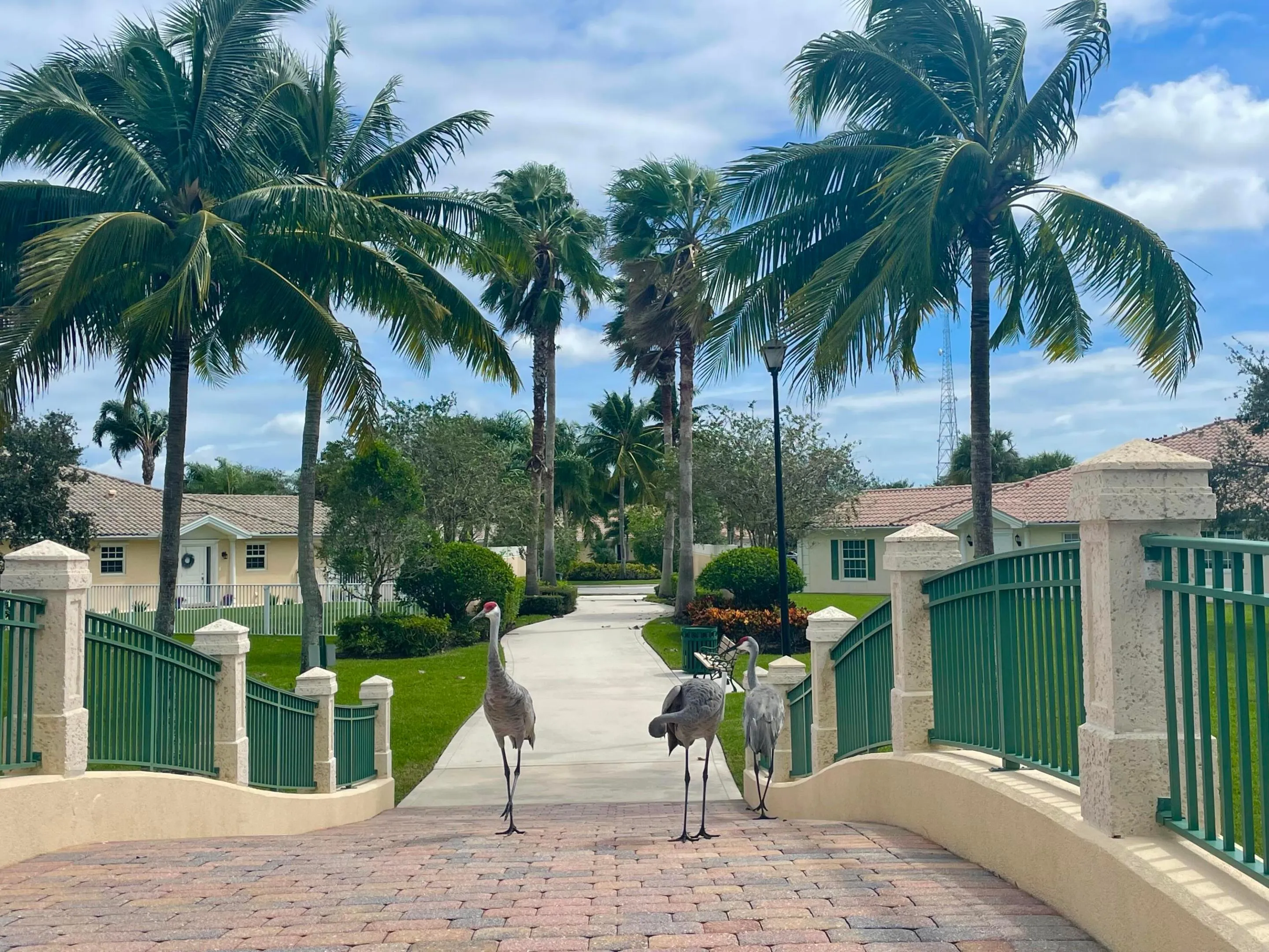 Villagewalk cranes