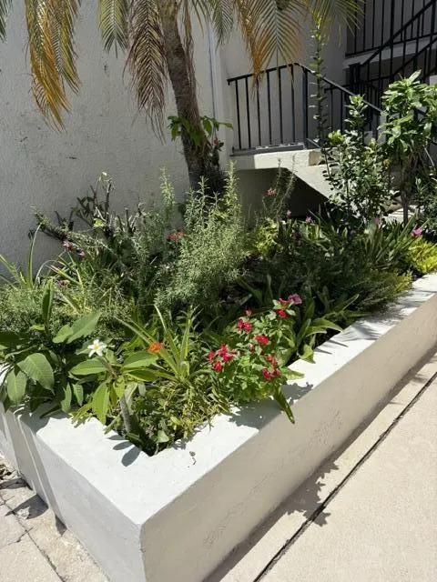 little garden...