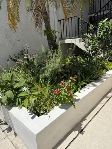 little garden...