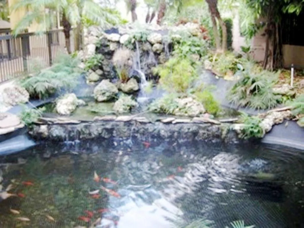 koi pond