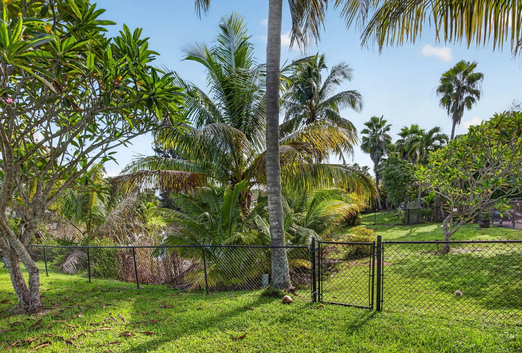 Grassy outdoor area with a chain-link fence, a matching gate, and mature trees