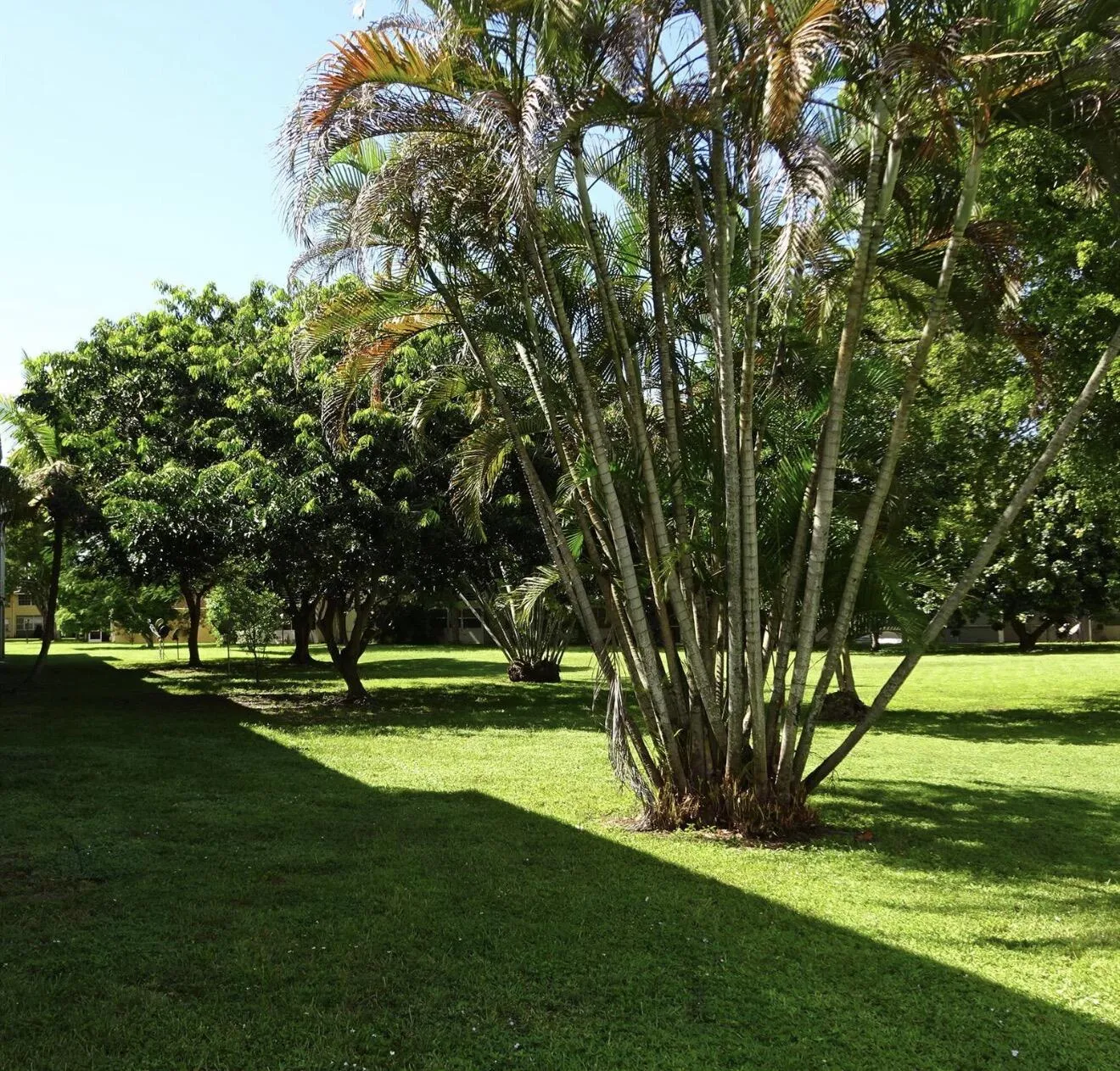 GREEN SPACE