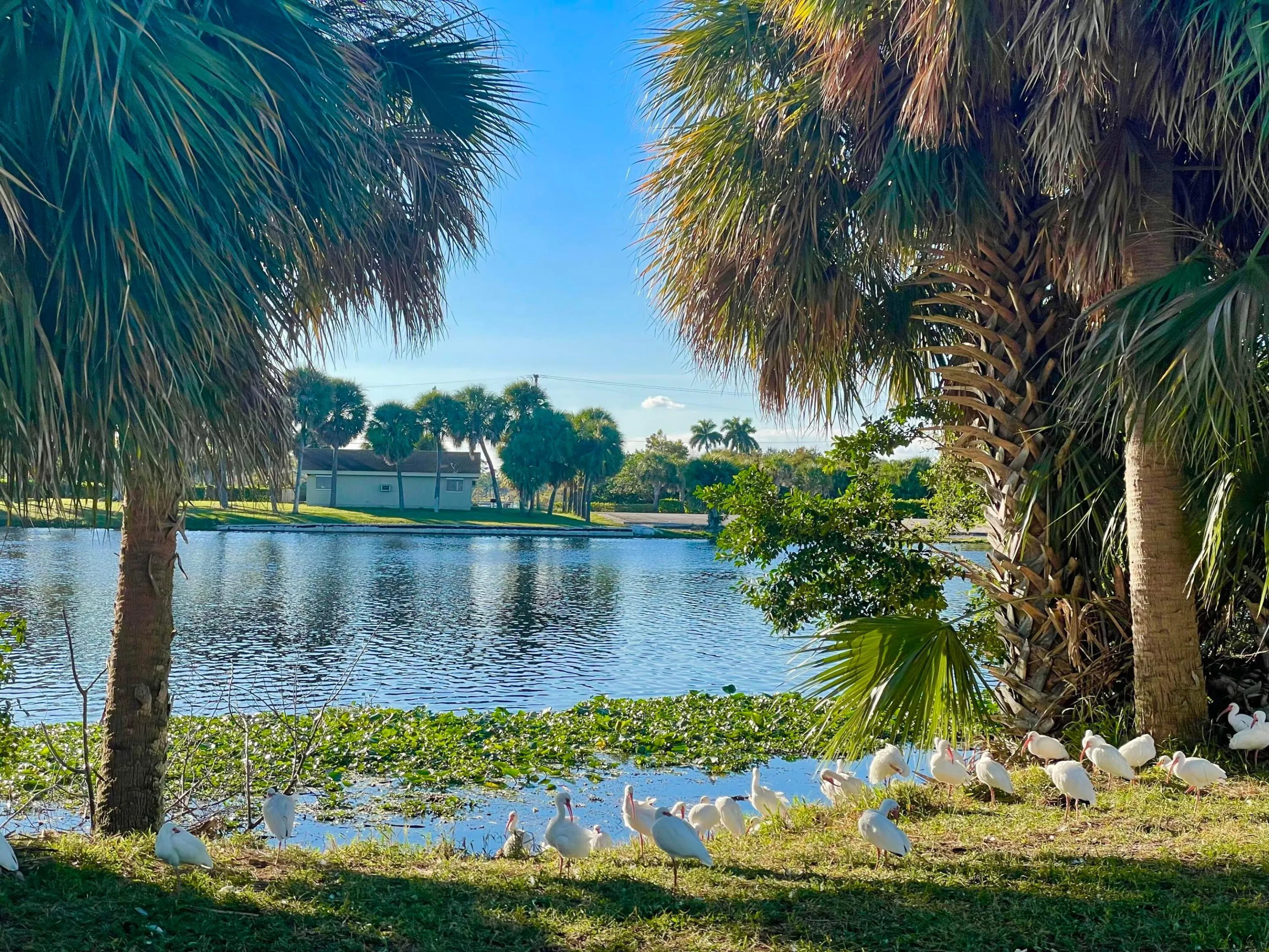 Lake Osborne