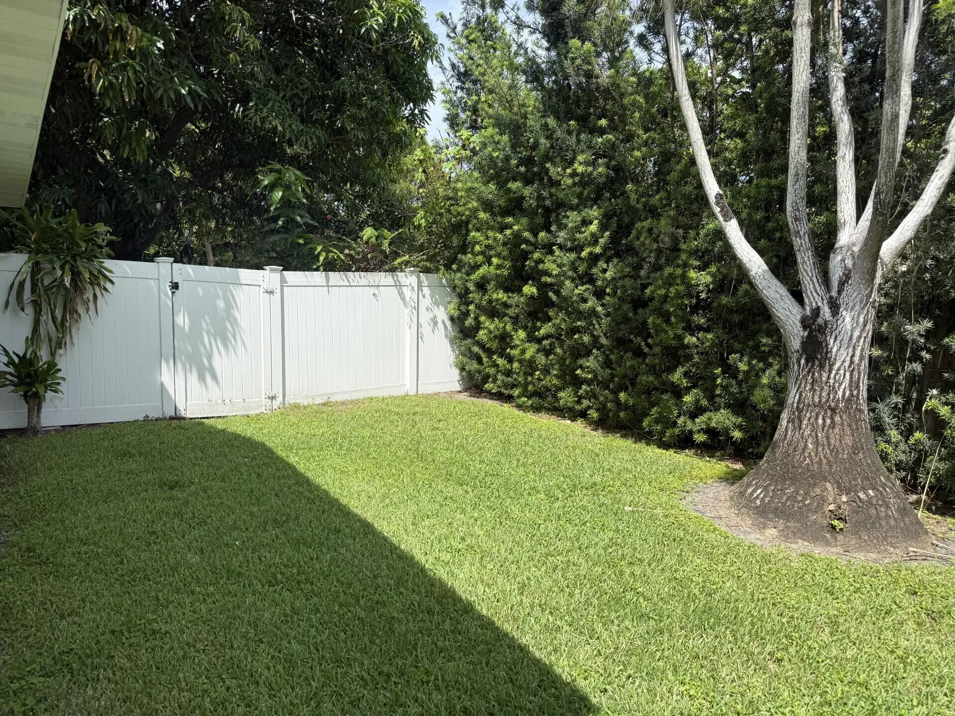 Backyard