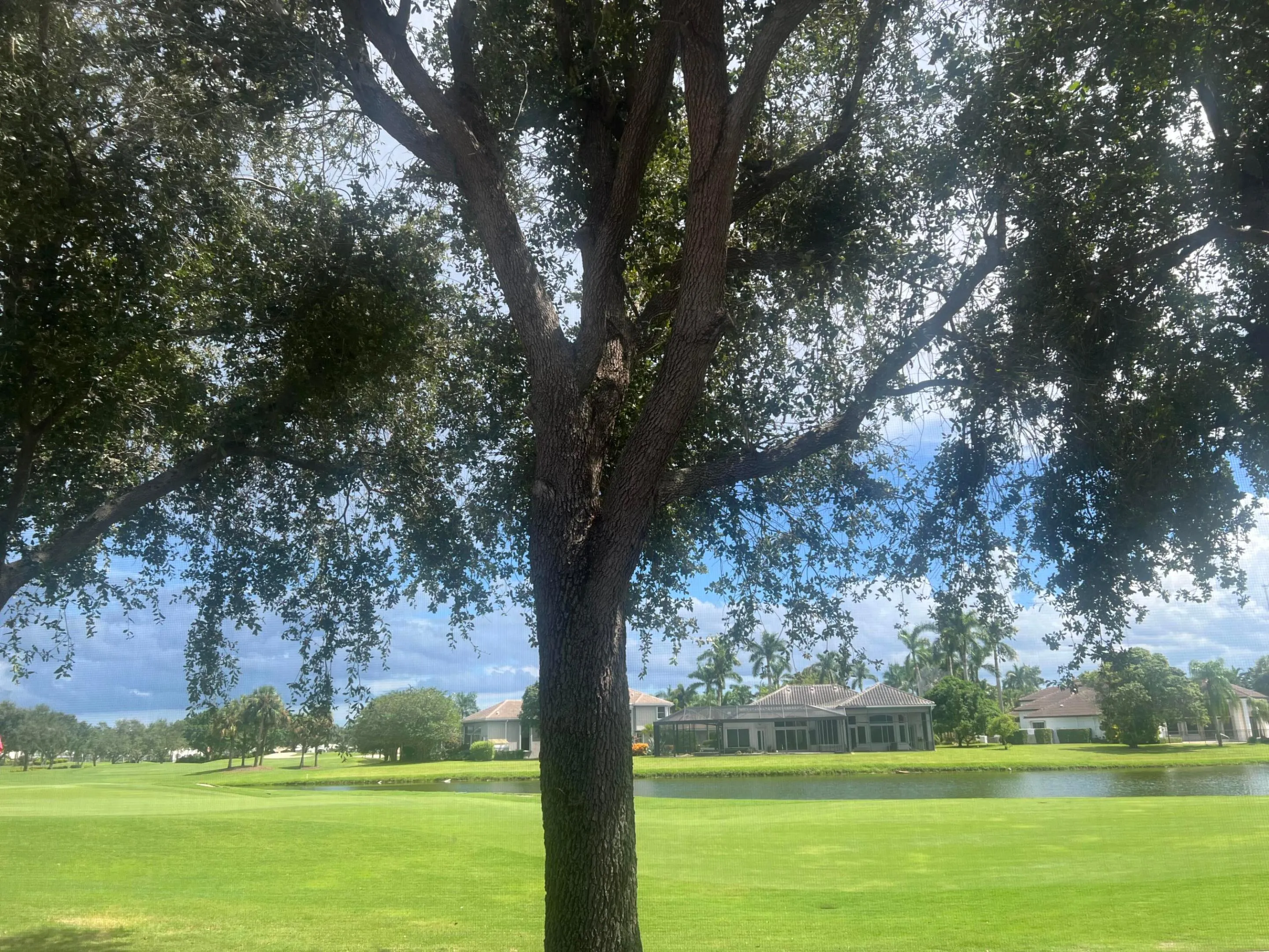Back Yard View