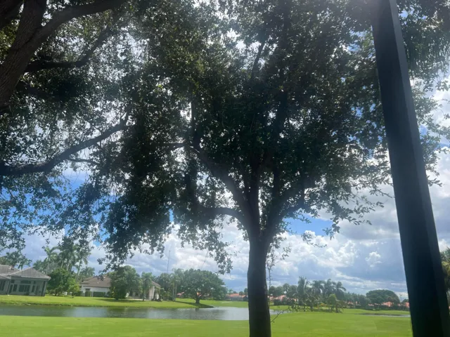 Back Yard View