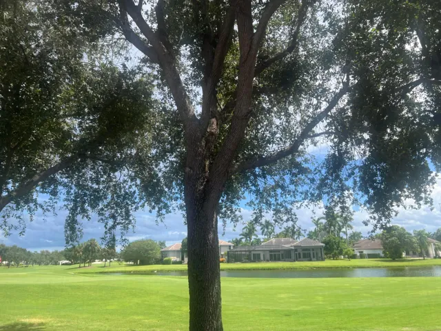 Back Yard View
