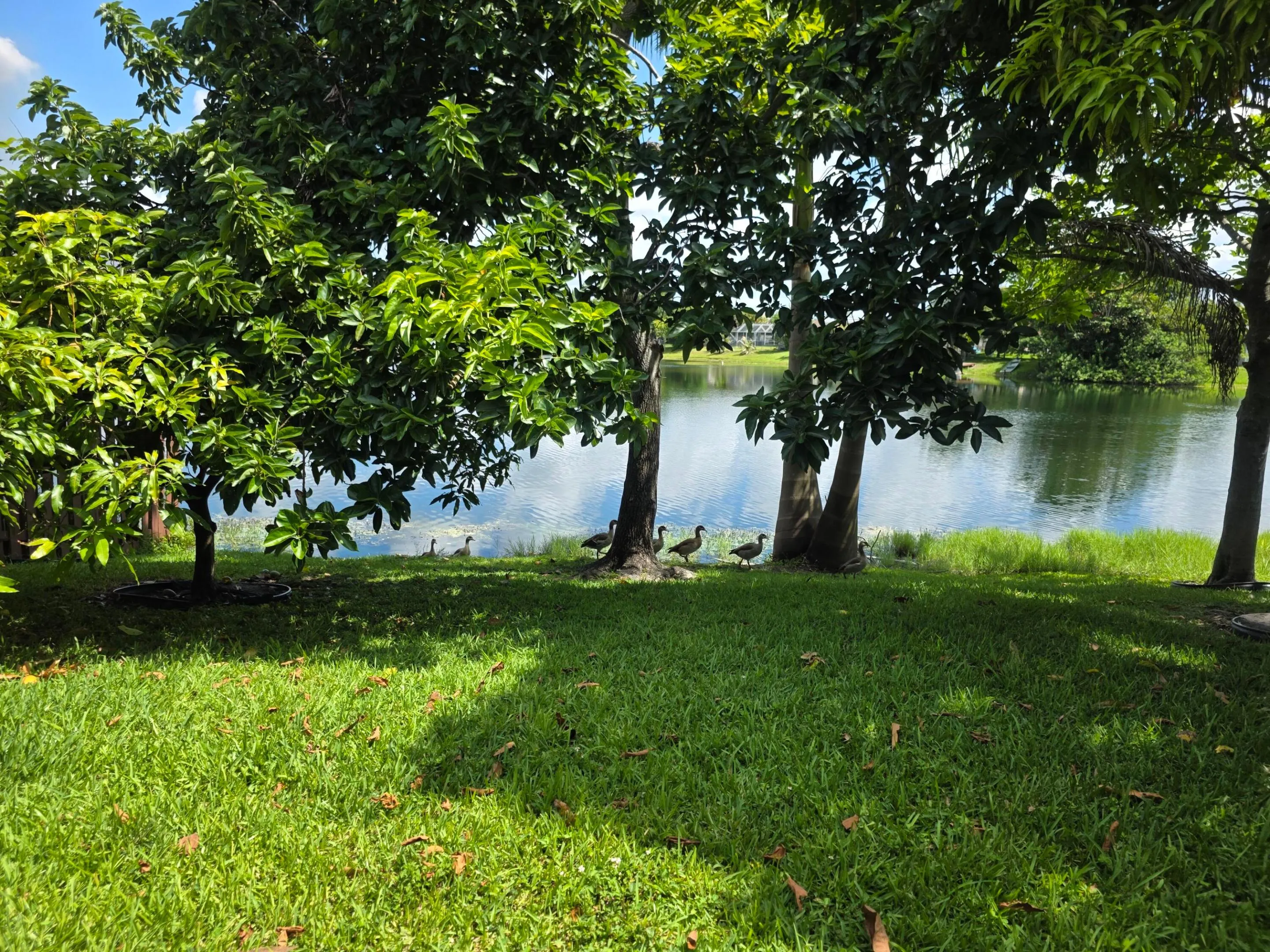 Lake view