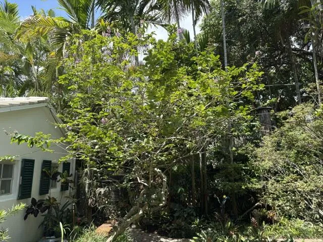trees