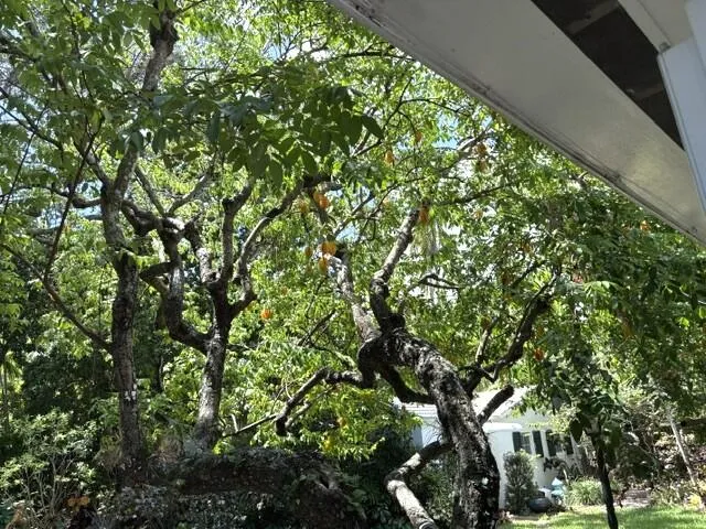 fruittree2
