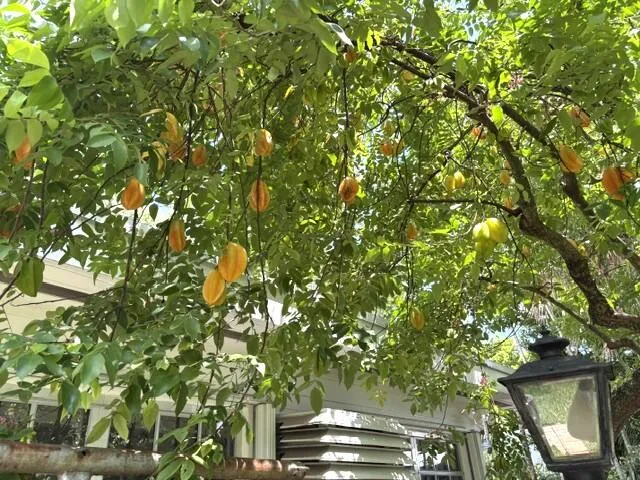 fruittree