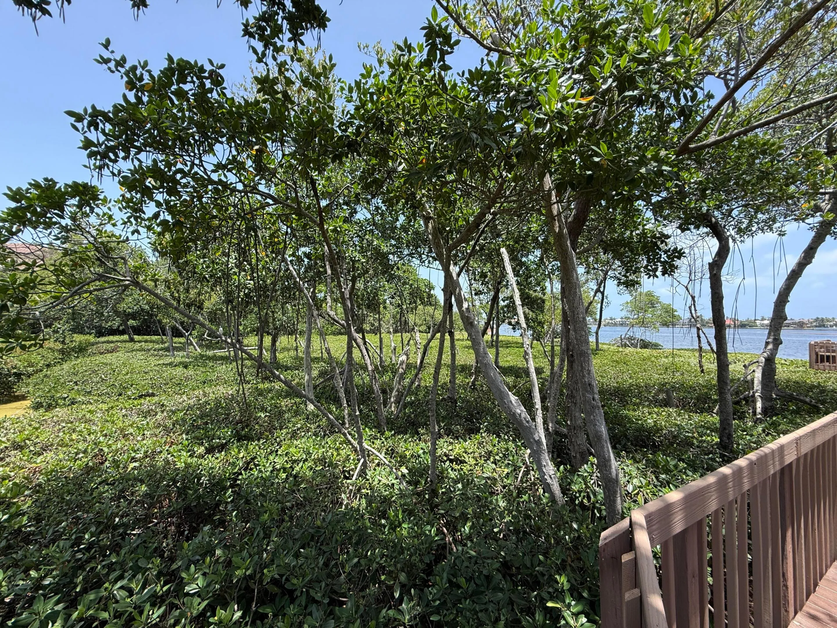 Community Boardwalk & Preserve