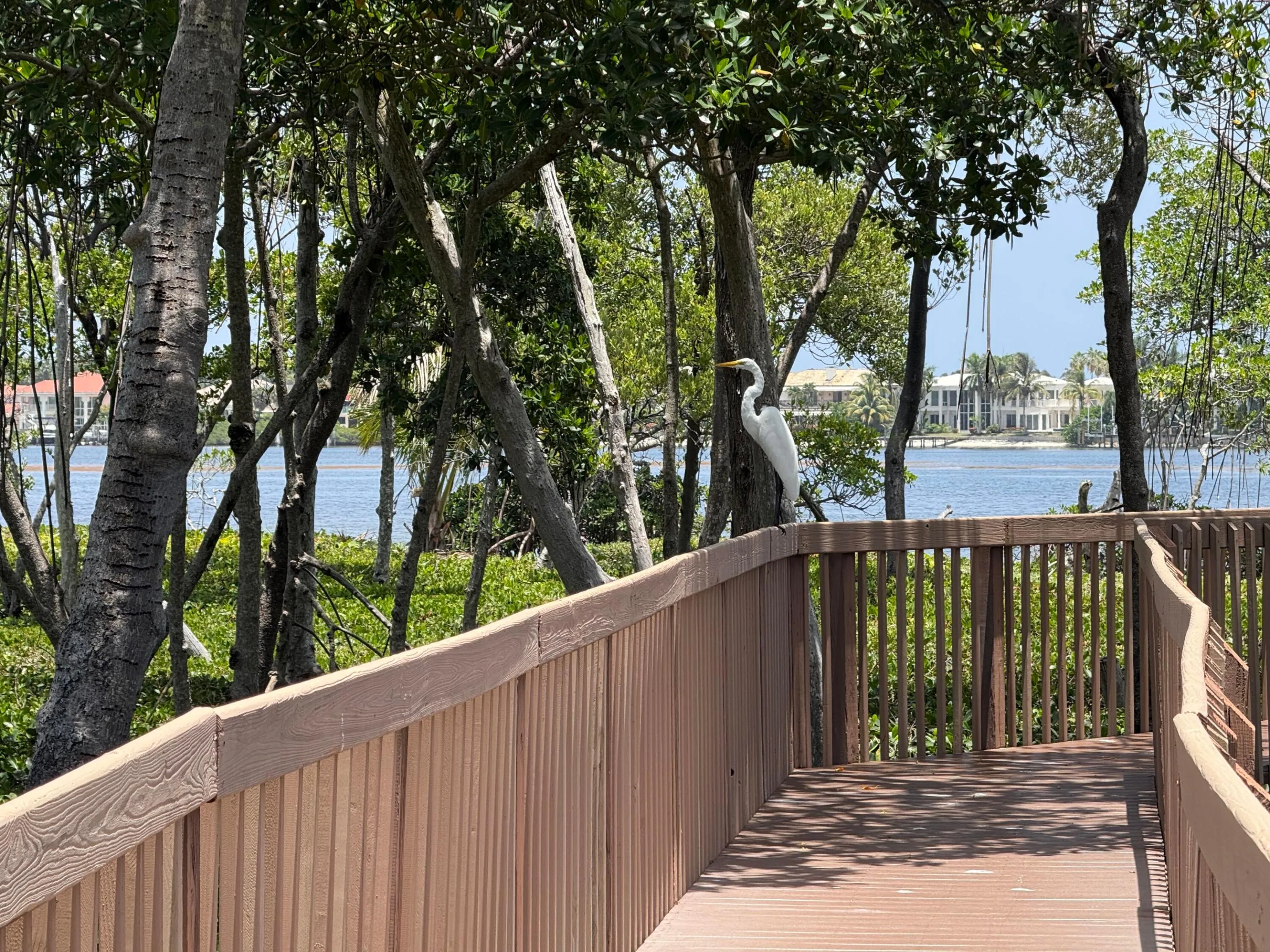 Community Boardwalk Wildlife