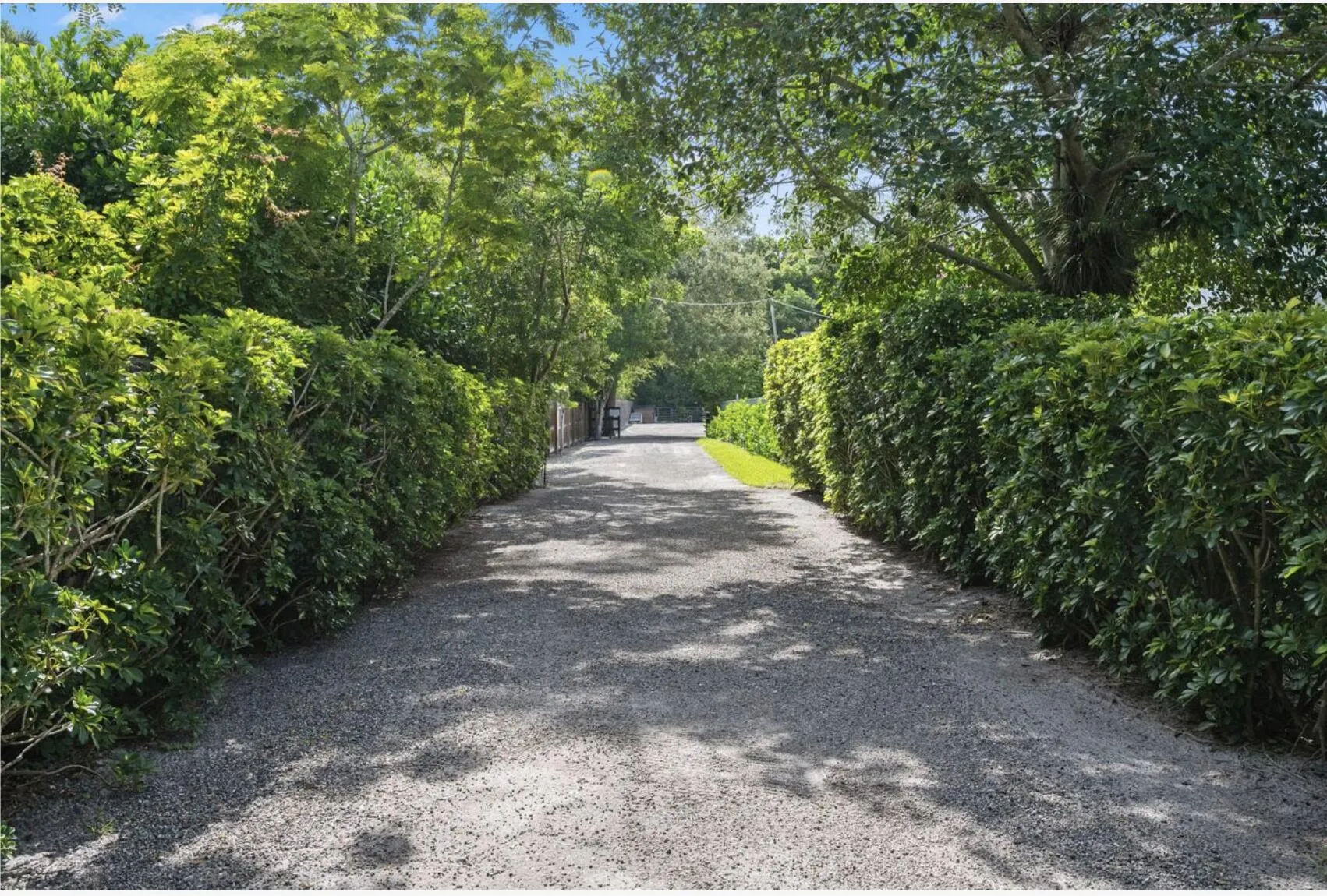 Gravel driveway framed by mature, verdant hedges and established trees
