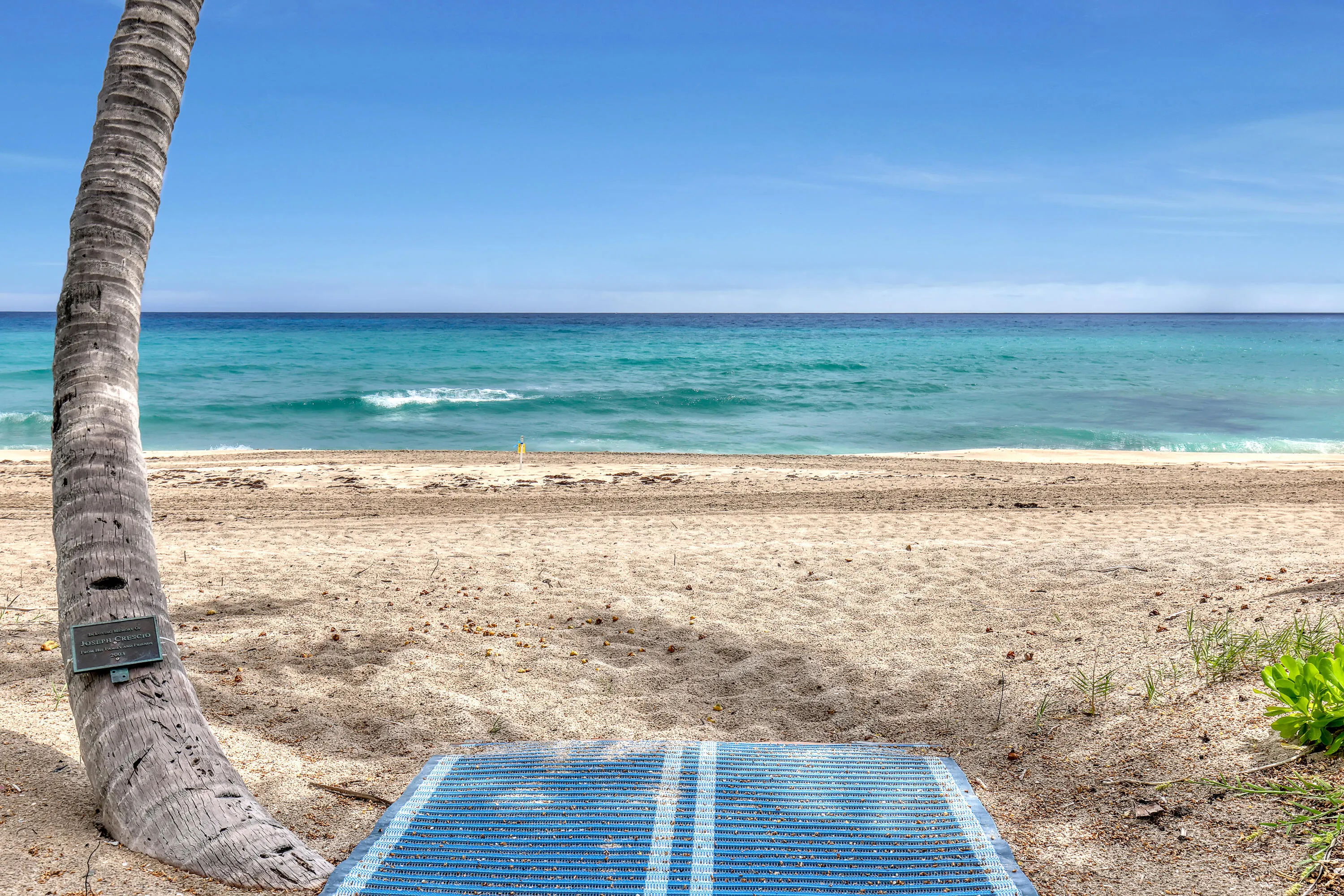 Sandy beach with clear blue ocean waters, natural vegetation, and a palm tree