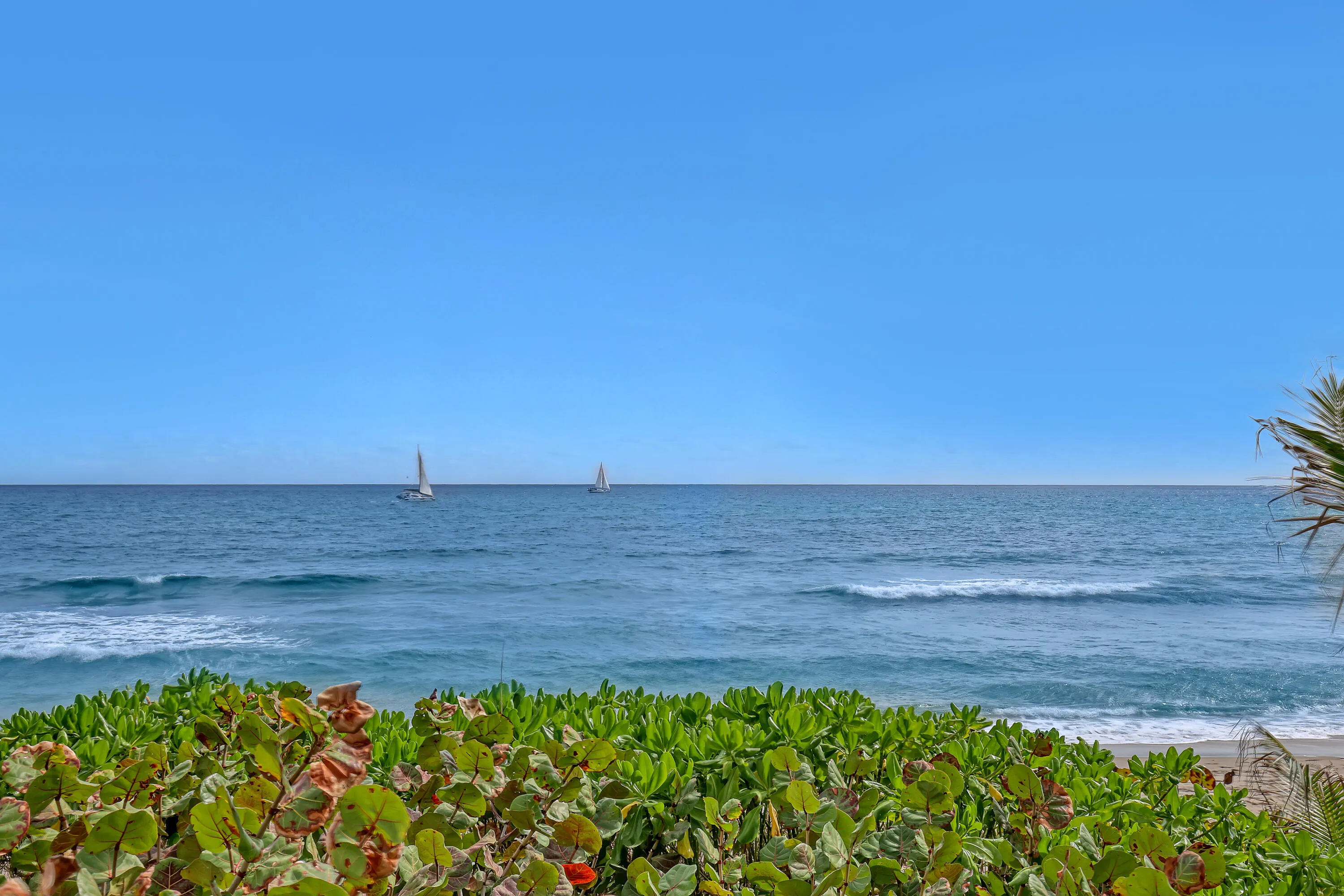 Oceanfront setting with lush foreground foliage