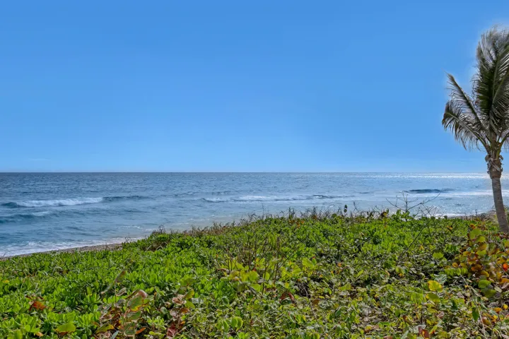 Expansive water frontage with a sandy and pebble beach, lush green ground cover, and mature palm tree