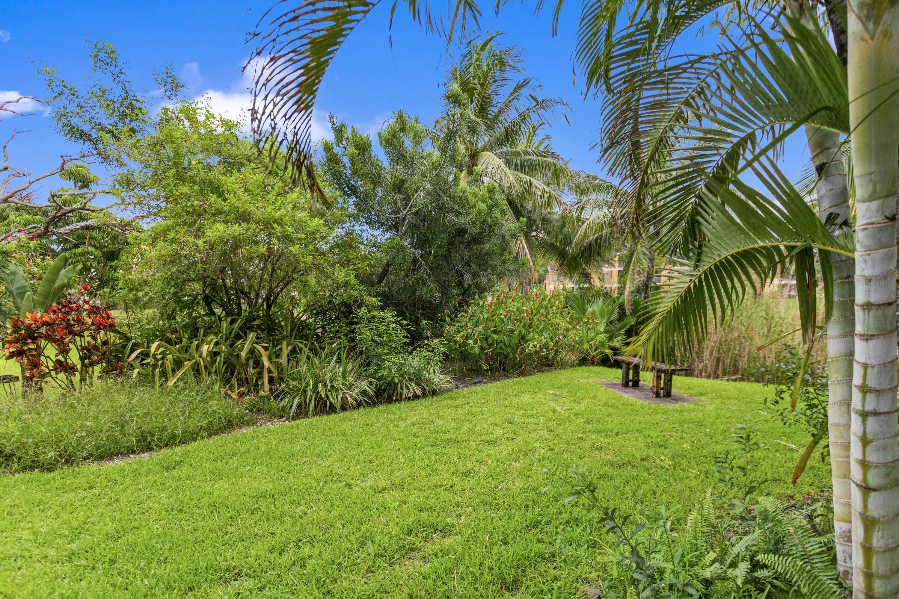 Back yard