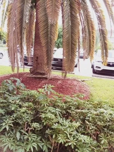 First Floor parking Spot in front of unit in frommnt of the Large Palm Treety Parking Spot 122