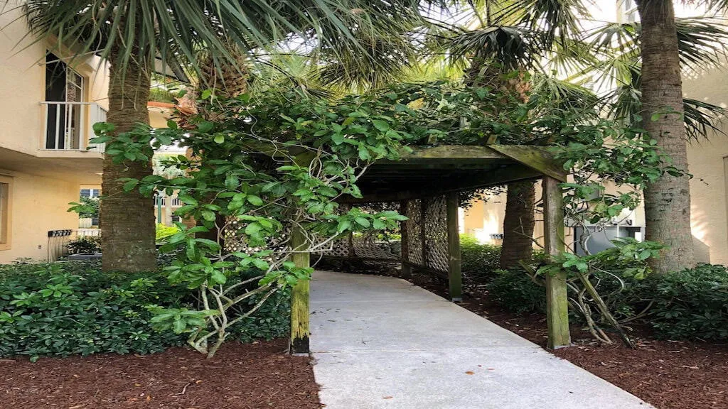 Wood pergola covered with foliage, concrete pathway, and surrounding landscape with palm trees