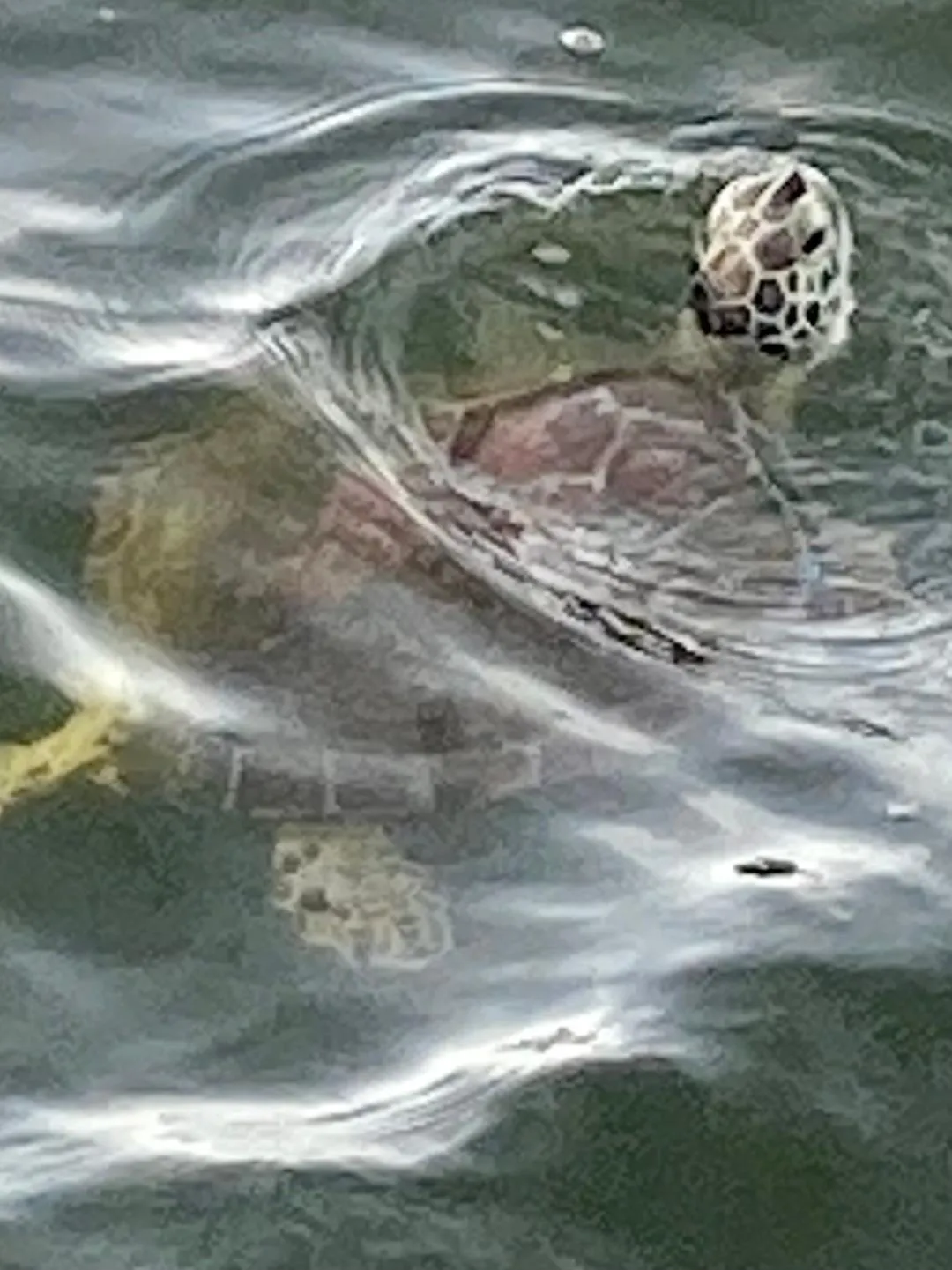 Sea life