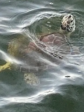 Sea life