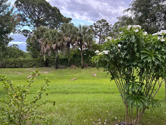 Expansive grassy yard with mature palm trees and flowering shrubs