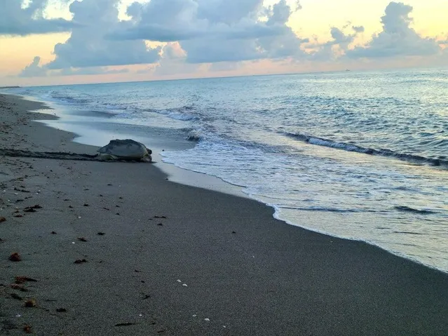 Loggerhead Sea Turtle on Jupiter Beach