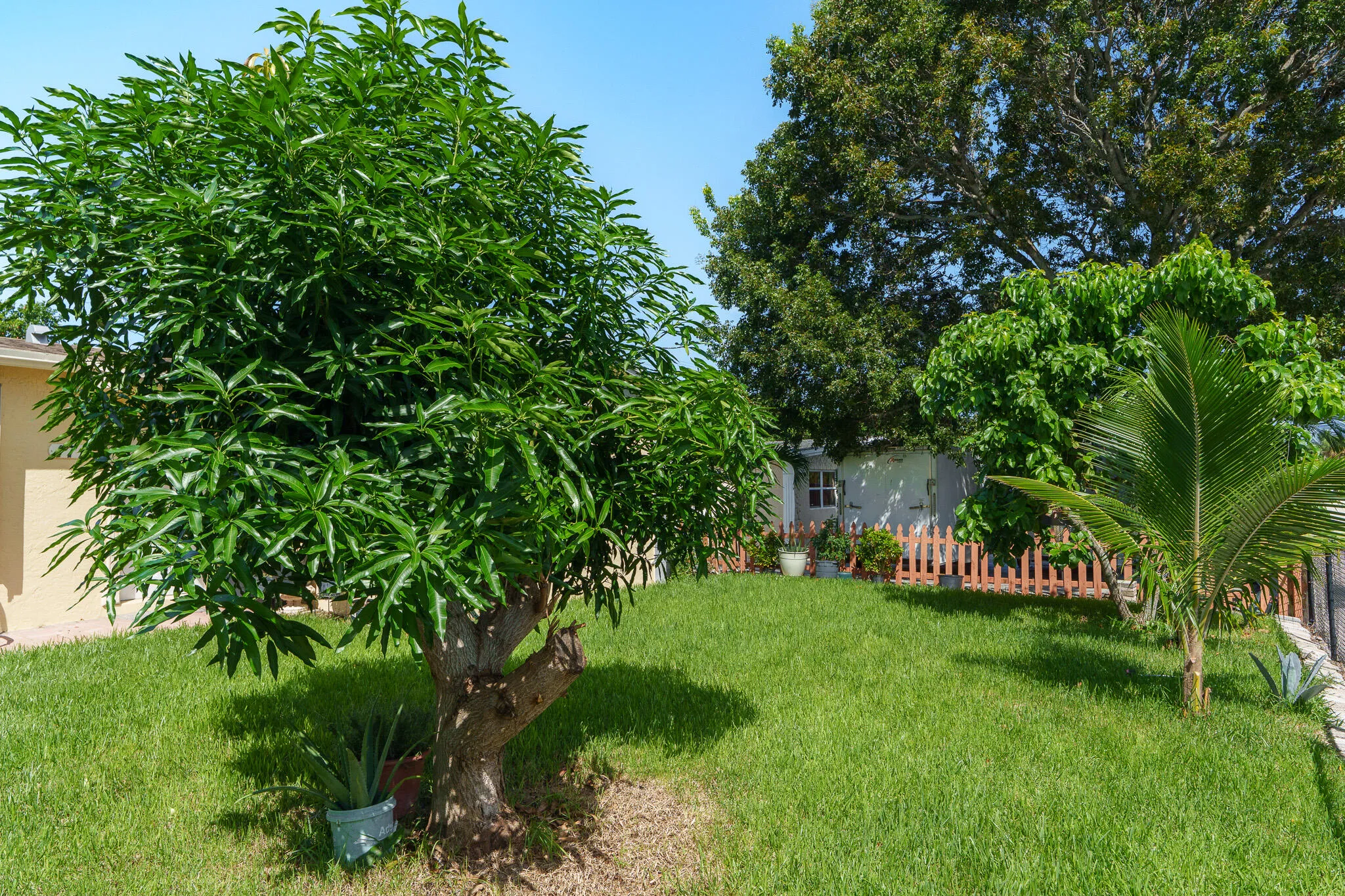 Manicured lawn with mature trees and a young palm tree