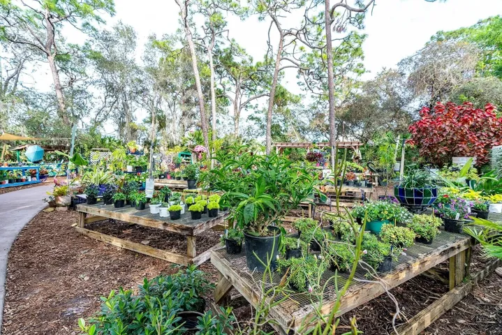 Botanical plants