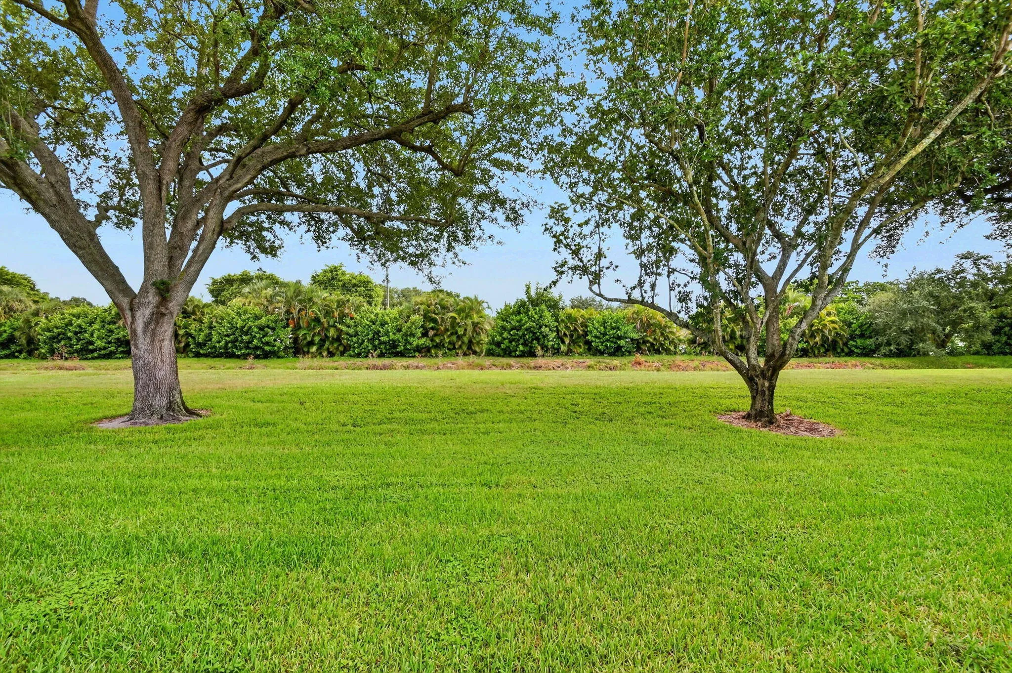 Expansive green lawn featuring two mature trees and lush perimeter foliage