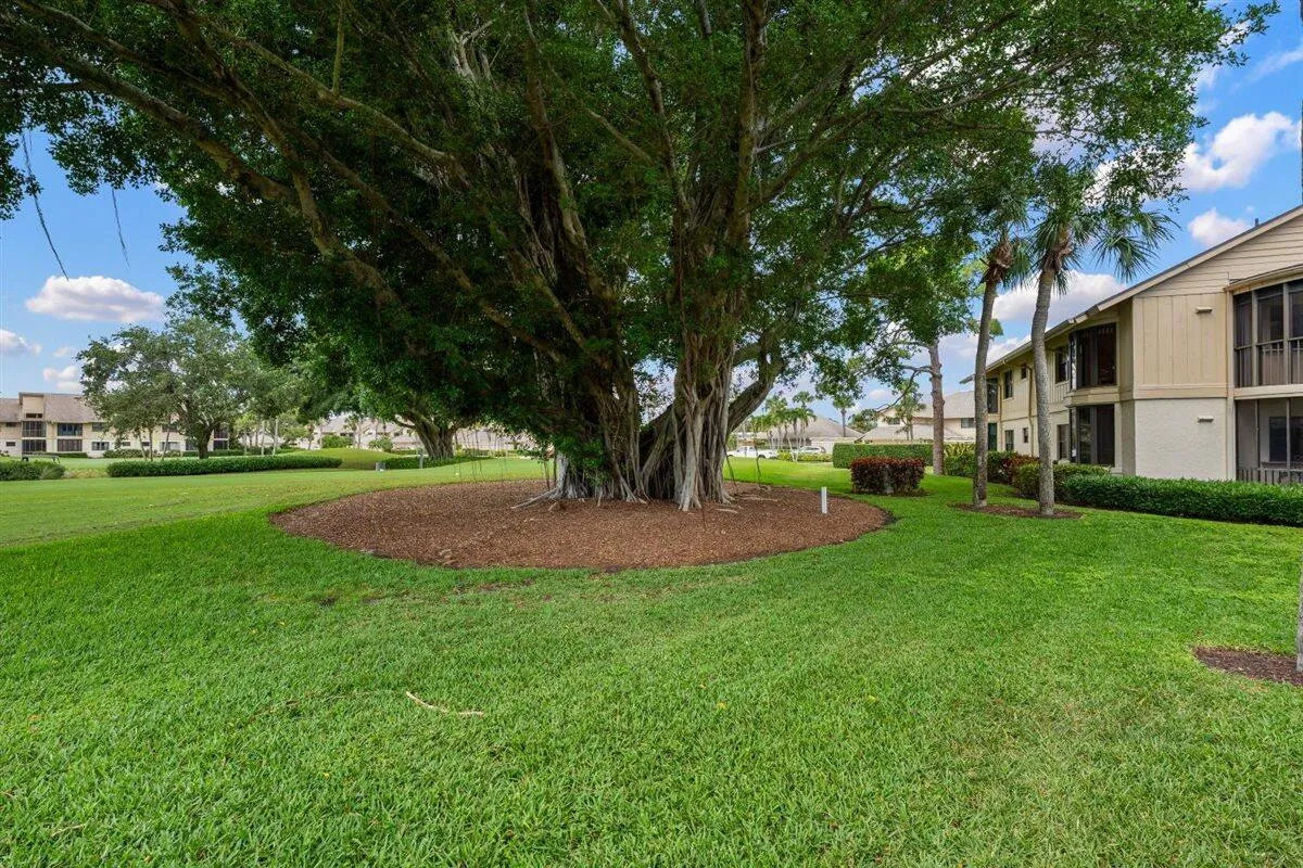 Gorgeous Banyan Tree in View