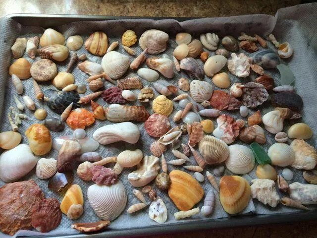 SHELLS FROM BOYNTON'S BEACH