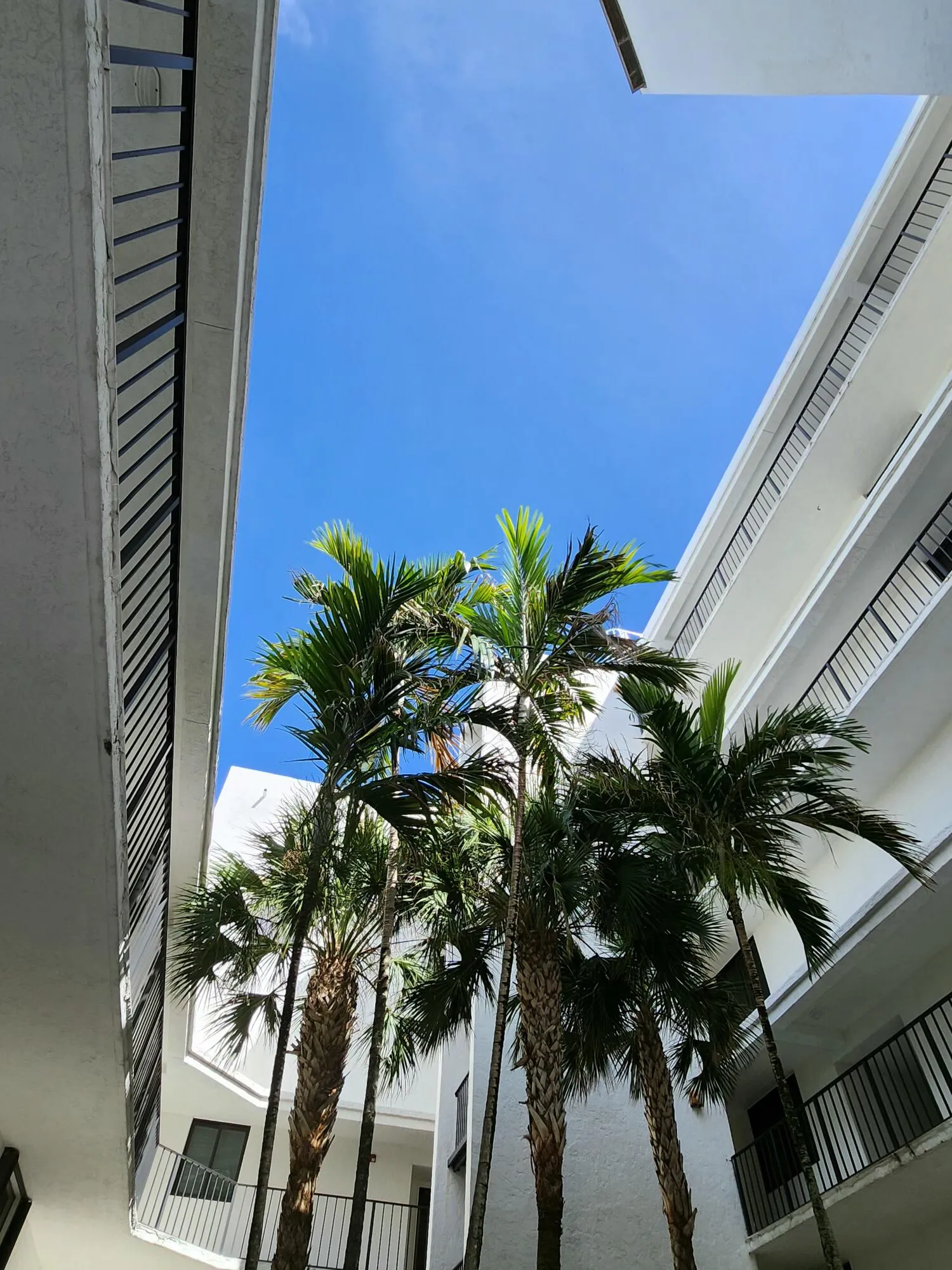 TROPICAL COURTYARD VIEW