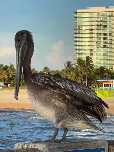 pelican