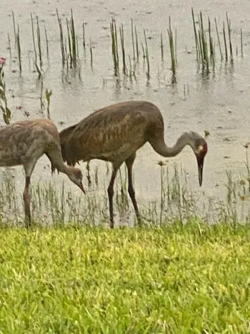 12024 wildlife 2