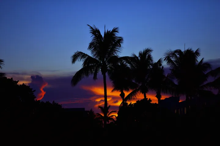 Palm Sunset