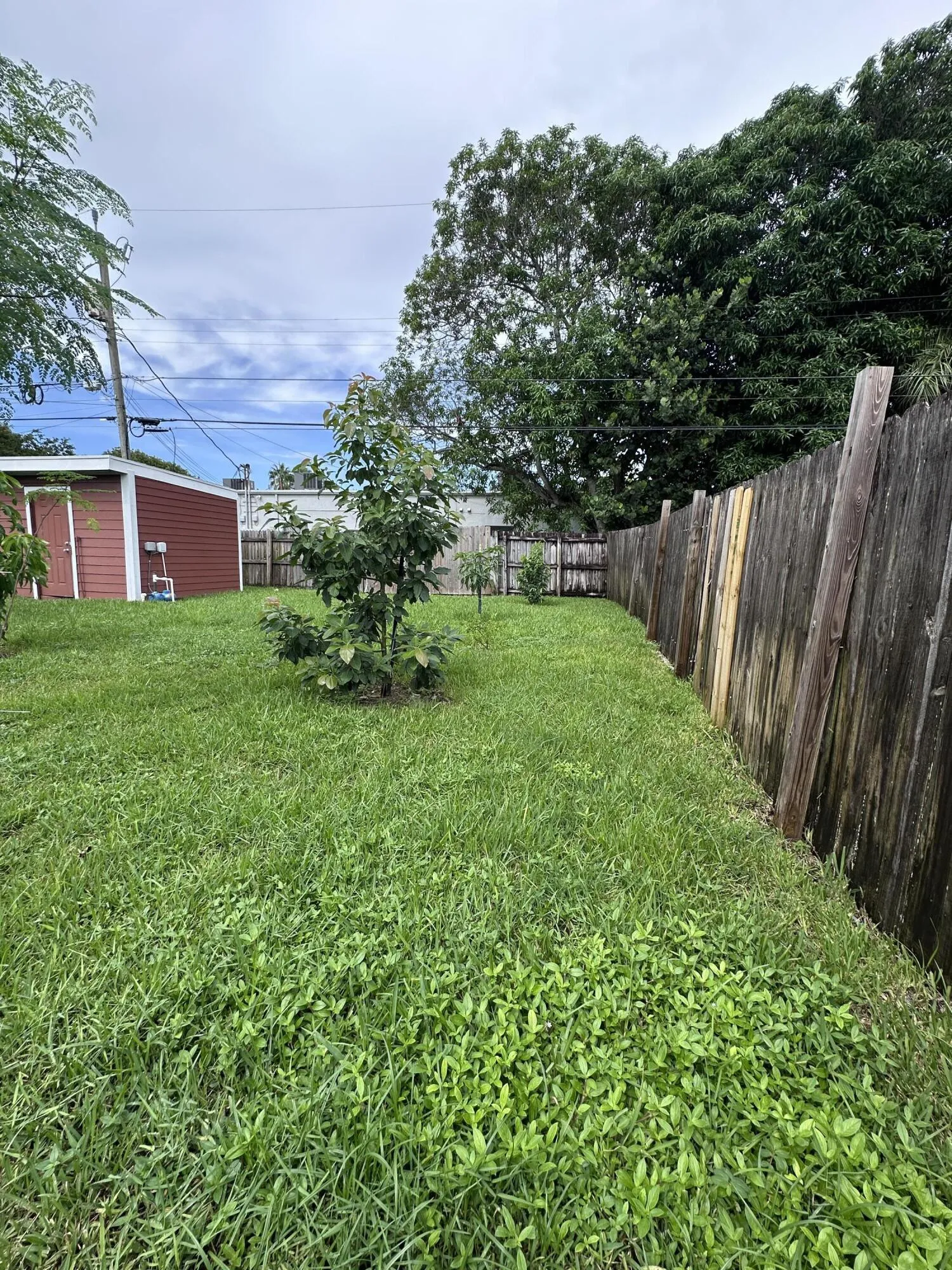 Pressure Treated 6' Privacy Fence along backyard perimeter. Fruit Trees & Herb garden.