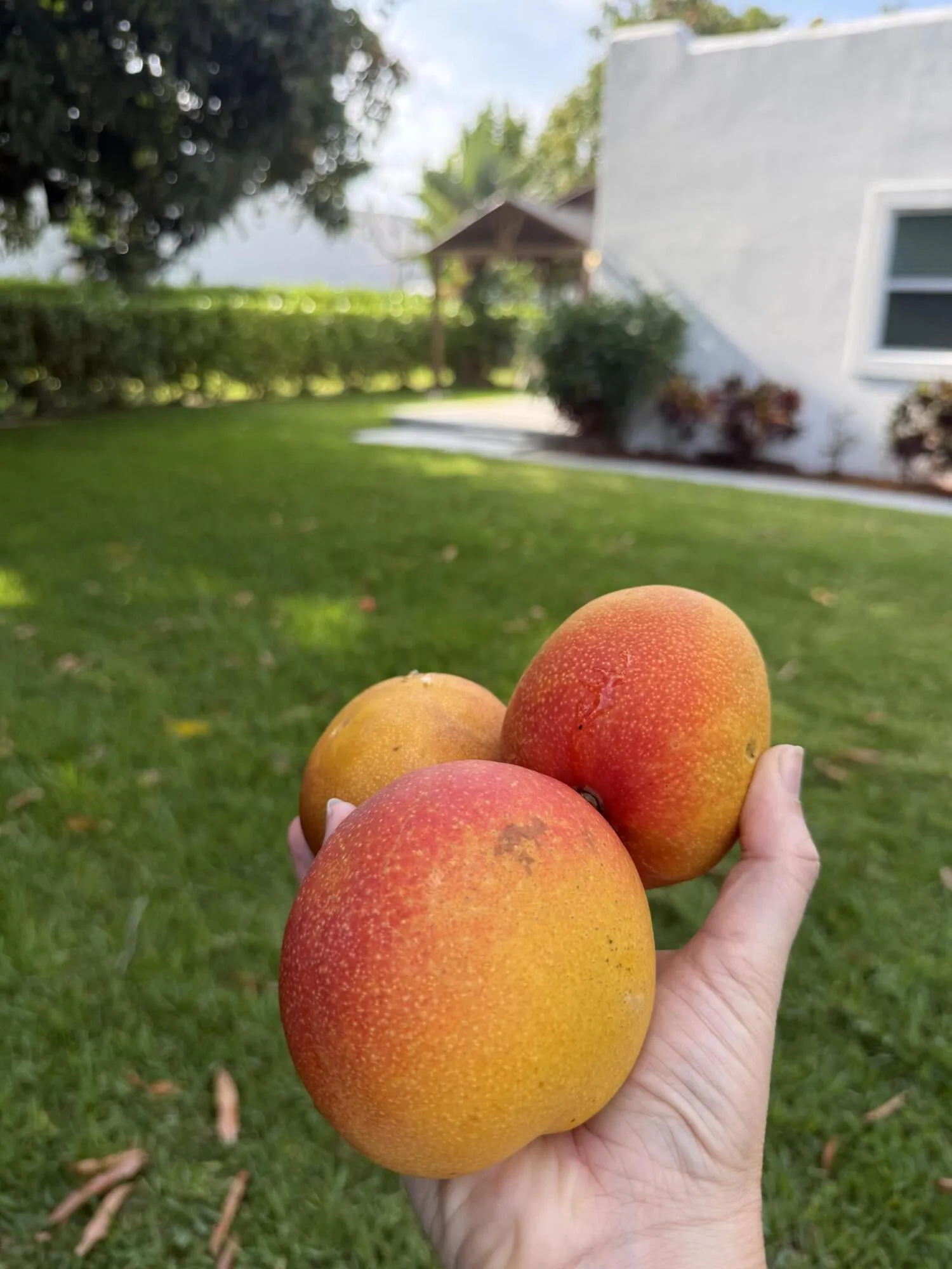 Mangos