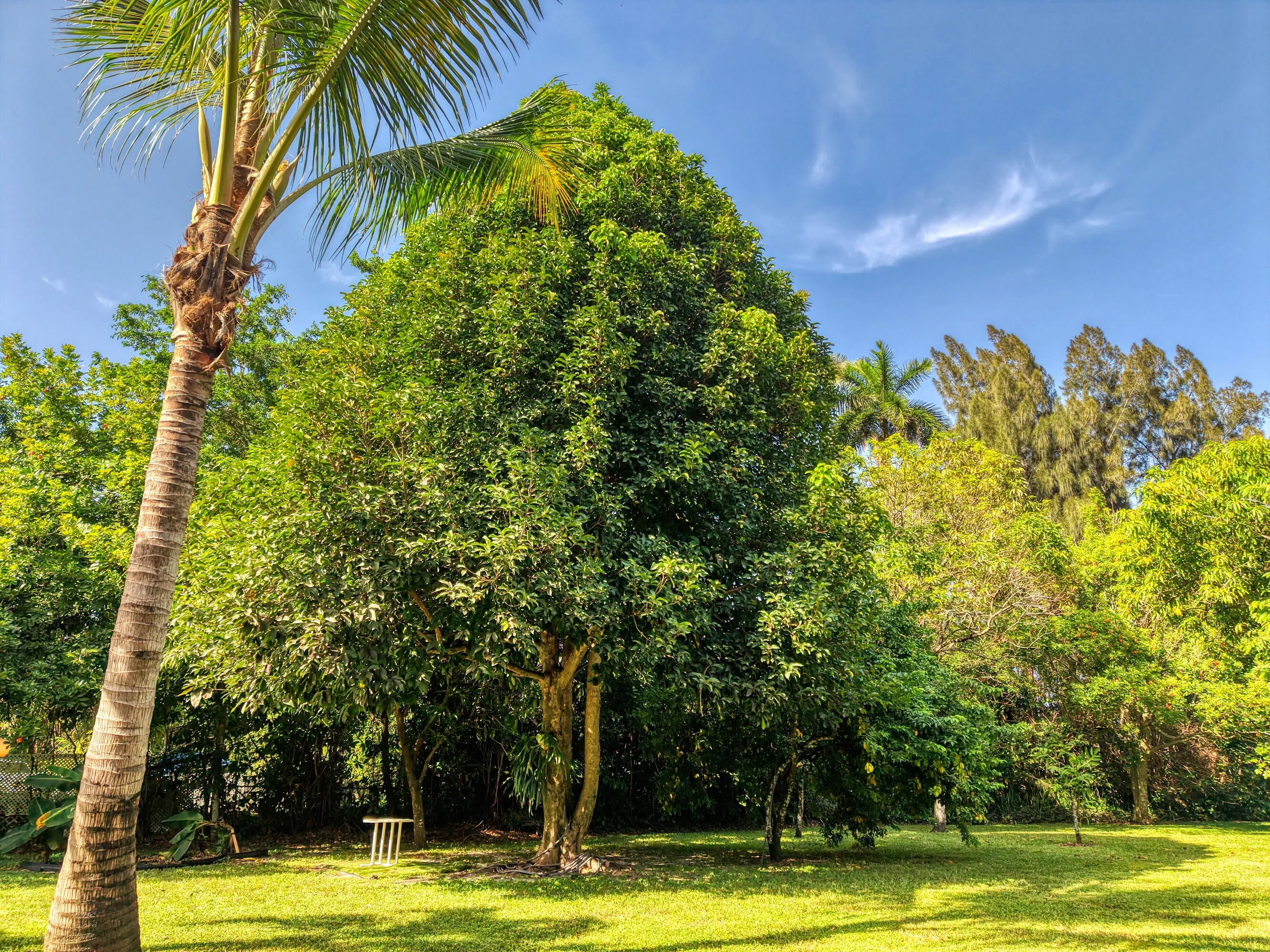 30 Backyard Views (5)
