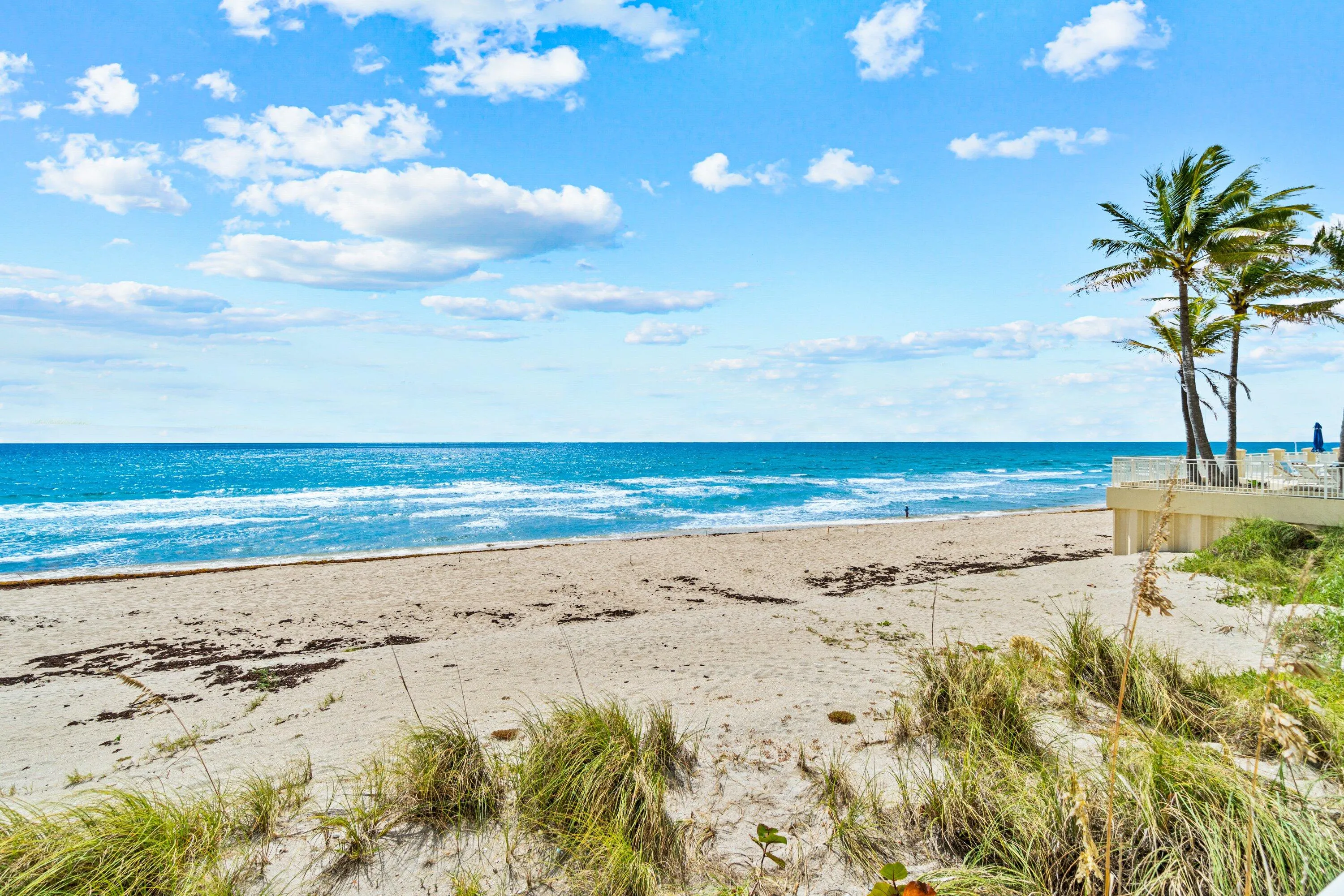 Expansive sandy beach with ocean waves, framed by natural dune grasses and established palm trees